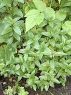 Biologische munt plantjes te koop, Vaste plant, Ophalen of Verzenden, Halfschaduw, Kruiden