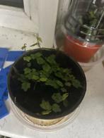 Ficus Pumila Quercifolia - Eikenblad Vijg, Vaste plant, Ophalen of Verzenden, Bloeit niet, Halfschaduw