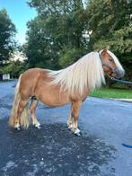 Nsps 2e premie shetlander merrie, Merrie, Gechipt, Niet van toepassing, A pony (tot 1.17m)
