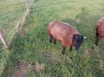 Blauwe texelaar, Dieren en Toebehoren, Schapen, Geiten en Varkens, Mannelijk, Schaap