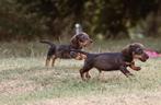 Geweldige ruwharige -teckel pup, Dieren en Toebehoren, Honden | Teckels en Dashonden, Particulier, Reu, CDV (hondenziekte), 8 tot 15 weken