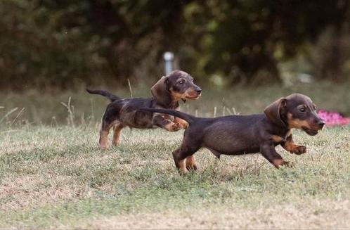Geweldige ruwharige -teckel pup, Dieren en Toebehoren, Honden | Teckels en Dashonden, Reu, Ruwhaar, Dwerg, Particulier, Meerdere