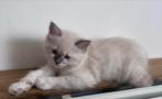 Ragdoll kittens 1 katertje 1 poesje, Meerdere dieren, Ontwormd, 0 tot 2 jaar