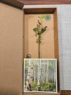 berk (betula pendula), Tuin en Terras, Planten | Bomen, Minder dan 100 cm, Overige soorten, Ophalen of Verzenden