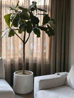 Grote Ficus Lyrata (Boom) met Pot - 195cm, Ficus, In pot, 150 tot 200 cm, Groene kamerplant