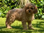 Cavapoo pups 1250 € nog 1 teef en een reu, Nederland, Overige rassen, 8 tot 15 weken, CDV (hondenziekte)