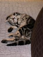 Bengaal katertje, Dieren en Toebehoren, Katten en Kittens | Overige Katten, Kater, Kortharig, 0 tot 2 jaar