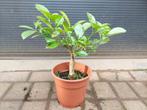 Citrus Calamondin - Mandarijnenboompje H: 40 cm., Ophalen, Minder dan 100 cm, Volle zon, Citroenboom