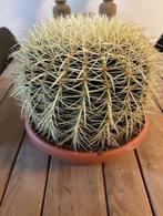 CACTUS Echinoc grusonii, Huis en Inrichting, Kamerplanten, Cactus, Minder dan 100 cm, Volle zon, Ophalen