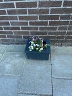 Plantenbak Klein, Ophalen, Minder dan 30 cm, Minder dan 60 cm, Vierkant