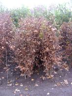 Beukenhaag, Ophalen, Beukenhaag, Haag, Minder dan 100 cm