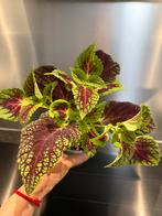 Coleus 2.5EUR each, Ophalen of Verzenden, Overige soorten, Minder dan 100 cm
