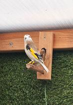 Majoor putter(Panache/Faciato)man2025, Dieren en Toebehoren, Vogels | Overige Vogels, Mannelijk, Wildzangvogel, Geringd