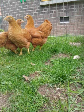 3 jonge wyandotte kriel hennen  beschikbaar voor biedingen