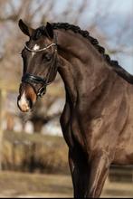 Aansprekende kwpn merrie, Dieren en Toebehoren, Paarden, Merrie, Dressuurpaard, 3 tot 6 jaar