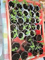 Tomaten/trostomaten plantjes te koop, Nieuw, Kweeklamp, Ophalen