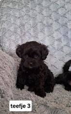 Maltipo /  boomerpups shih tzu x dwergpoedel, kleinblijvend, Overige rassen, 8 tot 15 weken, CDV (hondenziekte), Meerdere
