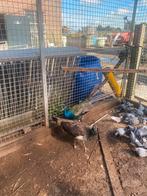 Span pauwen, Dieren en Toebehoren, Pluimvee, Meerdere dieren, Overige soorten