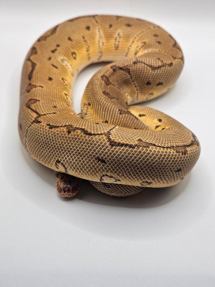 Koningspython- python regius- ballpython