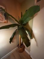 Kunstplant bananenplant bananenboom, Ophalen, Zo goed als nieuw, Binnen