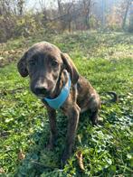 Matte – kalme jongen met een hart vol liefde, Dieren en Toebehoren, Honden | Niet-rashonden, Particulier, Rabiës (hondsdolheid)