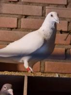 Mooie witte  Roland Janssen  doffer, Mannelijk