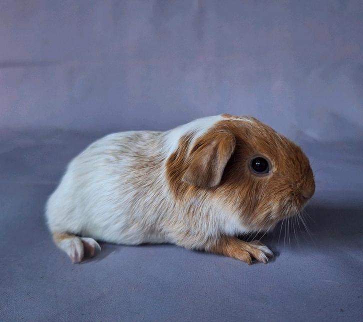 Jong gladhaar beertje - goud schimmel, Dieren en Toebehoren, Knaagdieren, Mannelijk, Cavia, September, Tam
