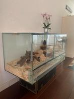 Terrarium / hamster hok / glazen dieren verblijf, Dieren en Toebehoren, Knaagdieren en Konijnen | Hokken en Kooien, 110 cm of meer