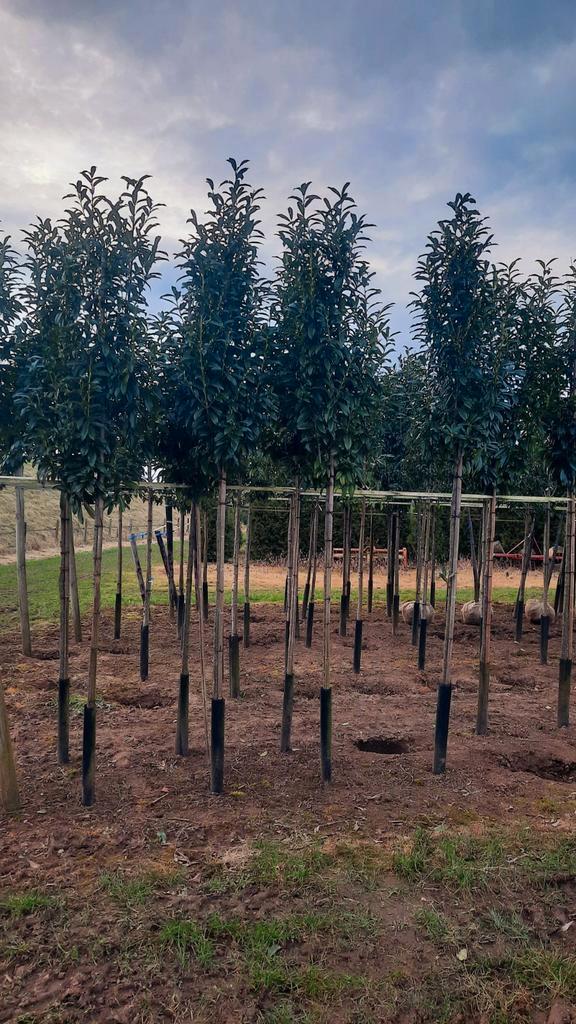 Laurier prunus laurocerasus 'Genolia'🌿(laurier) wintergroen, Tuin en Terras, Planten | Bomen, Overige soorten, 100 tot 250 cm