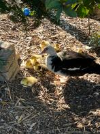 Muskus eenden kuikens, Dieren en Toebehoren, Pluimvee