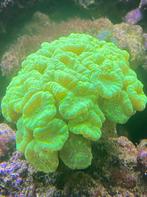 Caulastrea Curvate +30 koppen, Dieren en Toebehoren, Vissen | Aquariumvissen, Overige typen, Zoutwatervis