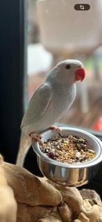 Halsbandparkiet pop 01/24, Dieren en Toebehoren, Vrouwelijk, Papegaai, Tam