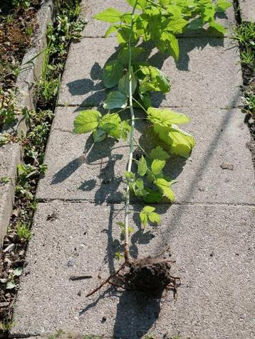 Zomer- en herfstframbozen €1 per plant