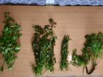 VERRASSINGSPAKKET (4) aquariumplanten met gratis advies, Ophalen of Verzenden, Zo goed als nieuw, Plant(en), Steen of Hout