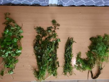 VERRASSINGSPAKKET (4) aquariumplanten met gratis advies beschikbaar voor biedingen