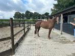 5 jr Drachtige merrie v. Jheronimus, Dieren en Toebehoren, Paarden, Merrie, Niet van toepassing, Dressuurpaard, 11 jaar of ouder