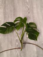 Monstera Albo, Ophalen of Verzenden, Overige soorten, Halfschaduw, Minder dan 100 cm
