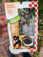 Jonge Kordia Kers Boom in Pot, Lente, 100 tot 250 cm, Volle zon, In pot