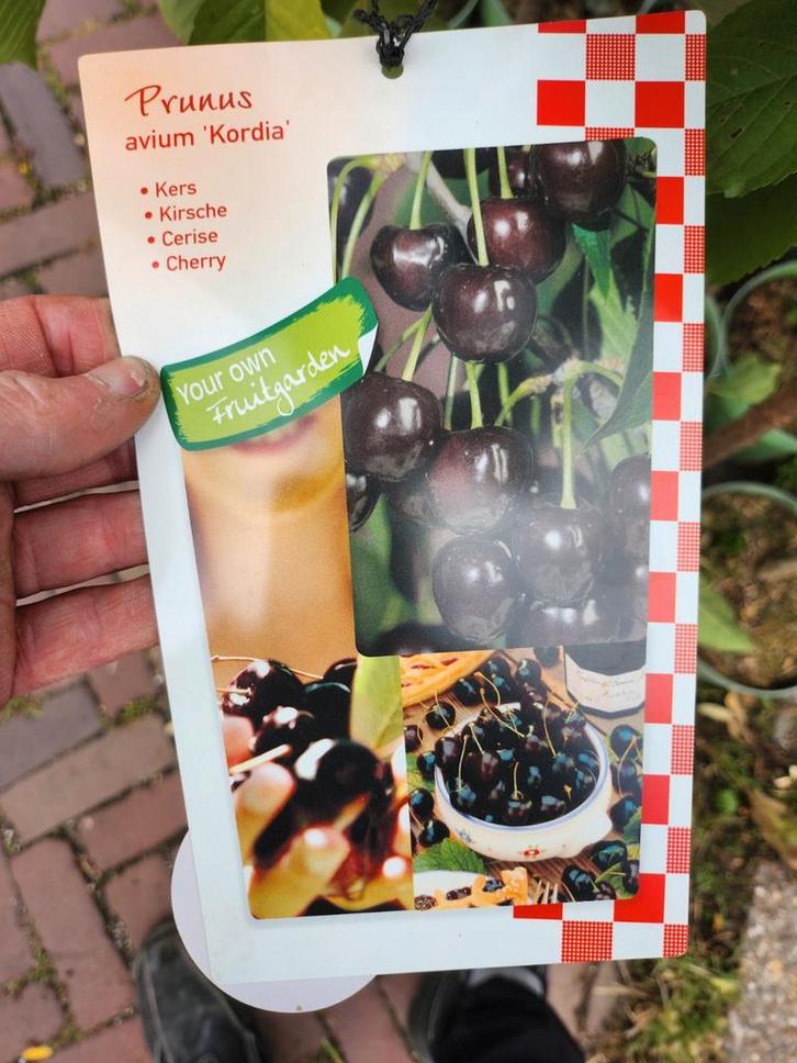 Jonge Kordia Kers Boom in Pot, Tuin en Terras, Planten | Bomen, Overige soorten, 100 tot 250 cm, Volle zon, Lente, In pot, Ophalen of Verzenden
