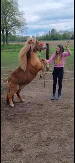 Bijrijder gezocht voor twee leuke pony’s, Diensten en Vakmensen, Dieren | Paarden | Verzorging, Oppas en Les