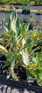 Canna soorten Vanaf 7.50 euro, Ophalen, Zomer, Overige soorten, Volle zon