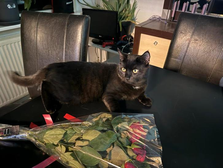 MILO TE KOOP SNEL!!!, Dieren en Toebehoren, Katten en Kittens | Overige Katten, Kortharig, Kater, 0 tot 2 jaar