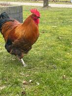 Haan, Dieren en Toebehoren, Mannelijk, Kip