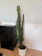 Grote Euphorbia cactus, Ophalen