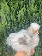 USA Zijdehoen te koop, Dieren en Toebehoren, Pluimvee, Geslacht onbekend, Kip
