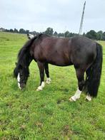 Te koop Welsh Cob, Dieren en Toebehoren, B, Ruin, 11 jaar of ouder, Recreatiepony