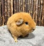 Cavia castraat en zeugje, Januari, Meerdere dieren, Cavia