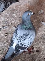 Mooie postduiven., Dieren en Toebehoren, Meerdere dieren, Postduif