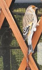 Putter x kanarie man, Dieren en Toebehoren, Vogels | Kanaries, Mannelijk, Bastaard