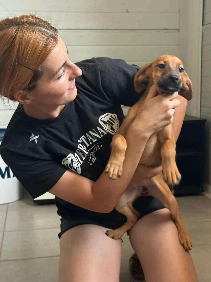 Tasha – klein meisje met een zachte ziel uit Bosnië, Dieren en Toebehoren, Honden | Niet-rashonden, Klein, Teef, Particulier, Eén hond